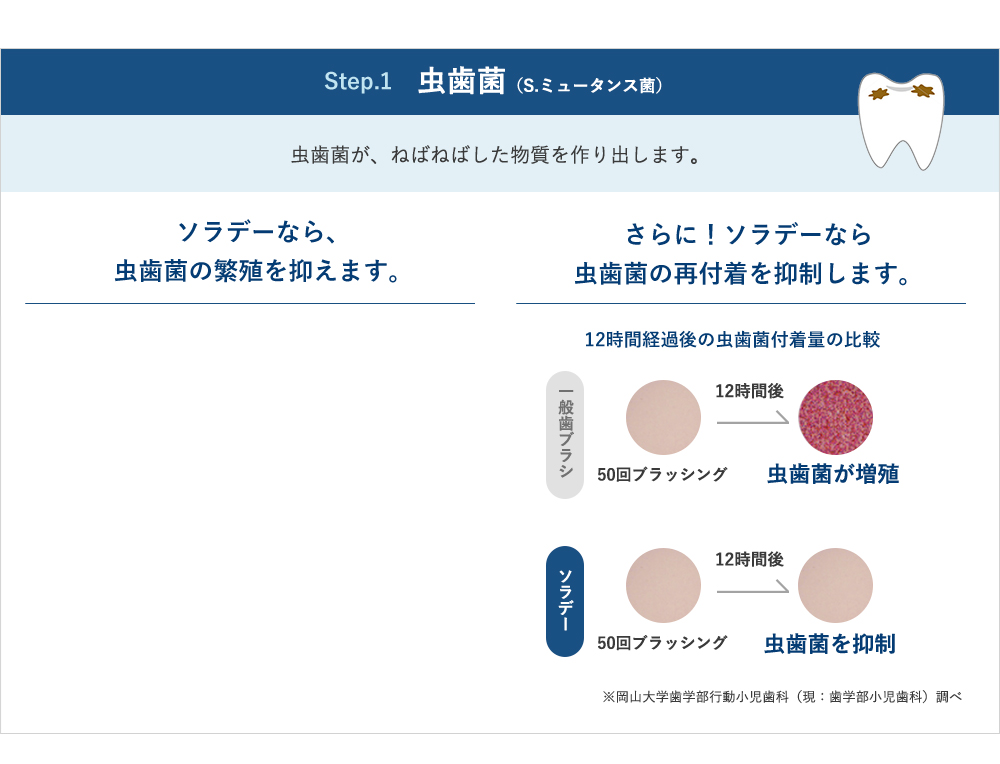 Step.1 虫歯菌（S.ミュータンス菌） 虫歯菌が、ねばねばした物質を作り出します。ソラデーなら、 虫歯菌の繁殖を抑えます。さらに！ソラデーなら 虫歯菌の再付着を抑制します。